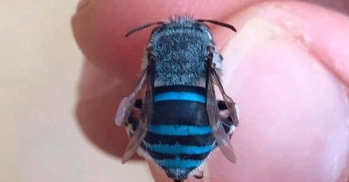 Estas son las sombrosas abejas azules australianas