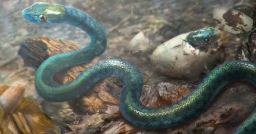 Encuentran serpiente de hace 100 millones de años preservada en ámbar