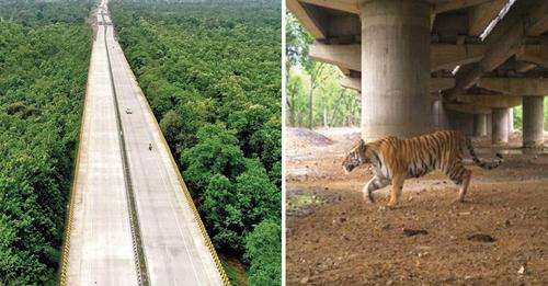 En India construyen caminos elevados para proteger a los tigres de los automóviles
