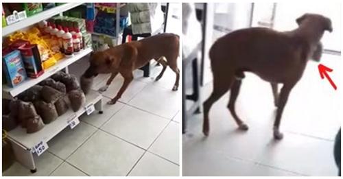 Graban a un hambriento perro callejero «robando» comida y la dueña de la tienda reacciona