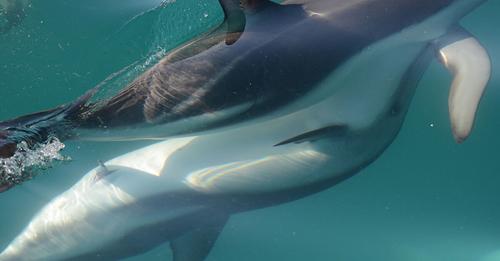Los delfines hembra tienen un clítoris 'sorprendentemente similar' al del ser humano