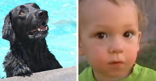 Un bebé desaparece del patio donde jugaba, su perro corre a la piscina e intenta salvarlo