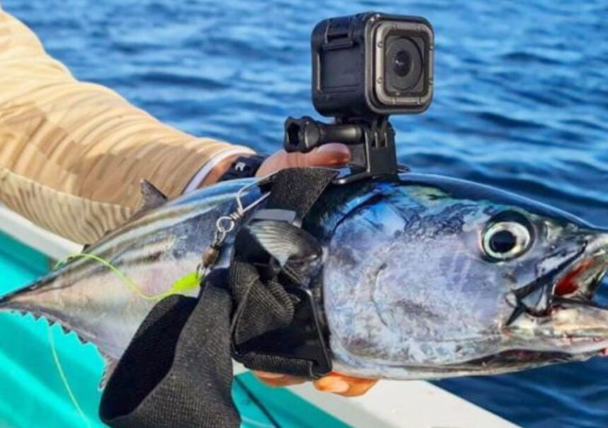 Un hombre consigue que un pez grabe el fondo del mar con una GoPro