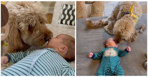Señalan a la madre que difundió el vídeo dejando que su perro se acercara a la boca de su bebé