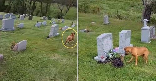 Perro entra al cementerio y corre emocionado al reconocer la lápida de su amada abuelita