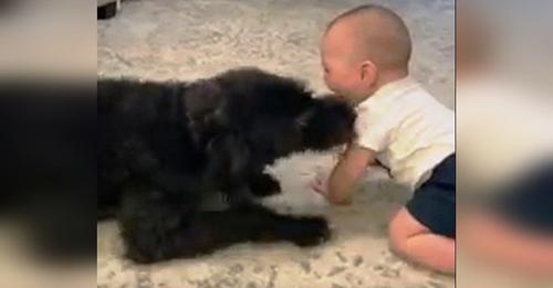 Cámara graba al perro acercándose a la boca del bebé antes de que llegue su mamá