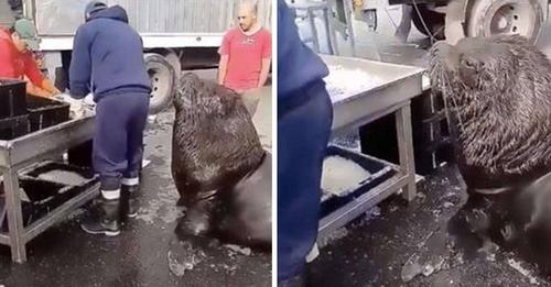 Enorme león marino entra al mercado de pescado y pide un refrigerio