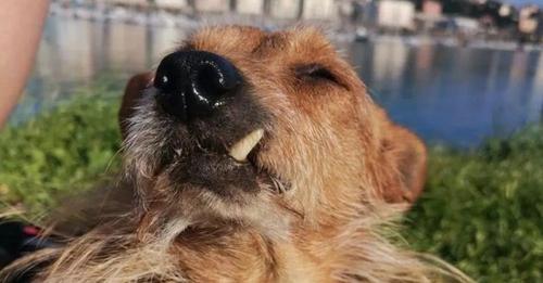 Encuentran a un perro anciano gruñón luchando solo con 2 dientes tras sufrir rechazo y dolor