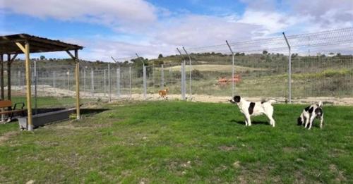 Centro de Acogida de Animales de Logroño logra 'un año más' el sacrificio cero y sube las adopciones de perros y gatos
