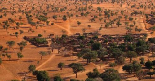 Encuentran millones de árboles en el desierto del Sahara