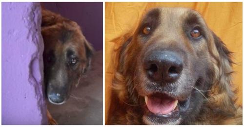 El perrito que estuvo encadenado 8 años, sonríe al ser acariciado por primera vez