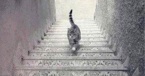 ¿Ves al gato subir o bajar? Tu respuesta revelará mucho sobre tu carácter