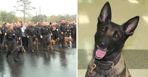 Policías despiden con lágrimas a un perro oficial durante un conmovedor homenaje