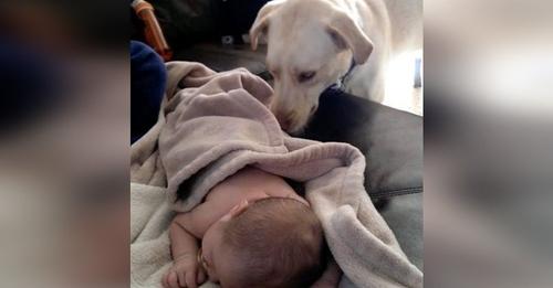 Perro ve al bebé dormido y corre a mostrar a su dueña su grave error de madre primeriza