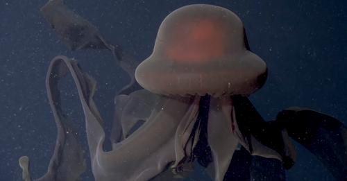 La impactante “medusa fantasma gigante” atrapando a su presa con sus tentáculos de 10 m