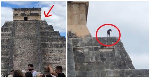 Un perro burla la seguridad y se sube a lo alto de la pirámide Chichén Itzá en México