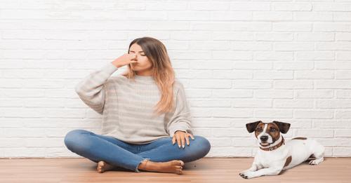 Eliminar el mal olor de los perros en el hogar