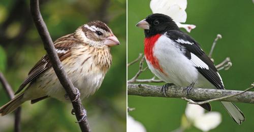 Descubren pájaro super raro mitad macho y mitad hembra en Estados Unidos