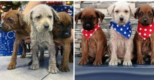 Los 3 cachorritos rescatados cubiertos de aceite se transforman y recuperan la alegría