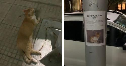 Gatito se extravía por días y es encontrado esperando bajo su propio cartel de búsqueda