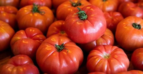 Editan genéticamente tomates para convertirlos en una gran fuente vegetal de vitamina D