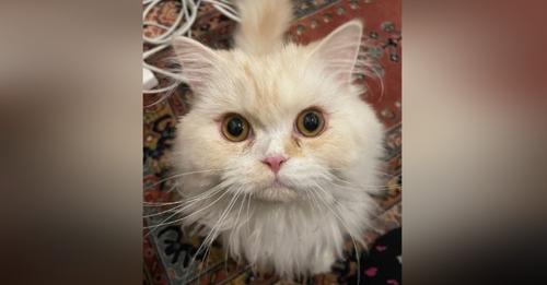 Rescatan al gatito ucraniano que quedó desamparado para reunirlo con su dueña en un país seguro