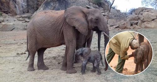 Elefanta aparece con su bebé para presentarle a los ángeles que le salvaron la vida