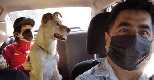 Se hace viral por permitir a mascotas dentro de su taxi – «No importa el tamaño del perrito»