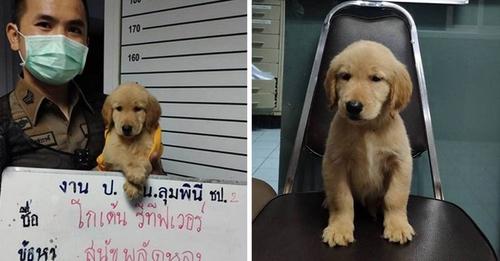 Policía 'acusa' a un perrito y lo 'condenan' dándole mucho cariño