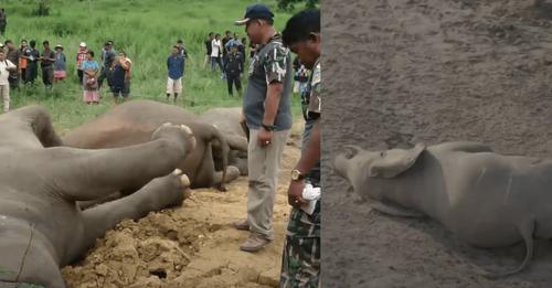 Muerte de elefantes en Botsuana