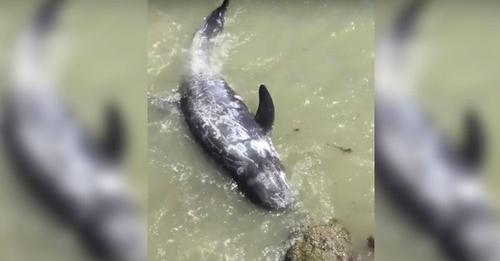 Un delfín huye de unos cazadores que llevan a cabo una cruel tradición en Japón