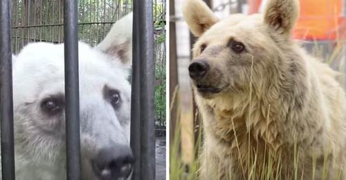 Después de 20 años encerrados en jaulas oxidadas, estos osos dan sus primeros pasos en libertad
