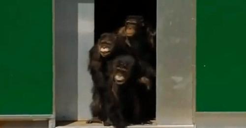 Emotiva reacción de unos chimpancés tras ser liberados después de 30 años viviendo en jaulas