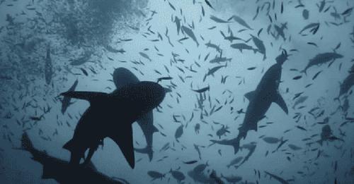 11 curiosidades sobre los tiburones que harán que te reconcilies con ellos
