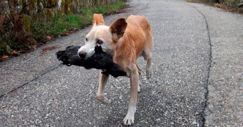 Esta perra sostiene el cadáver de su cría, víctima de uno de los trágicos incendios de Galicia