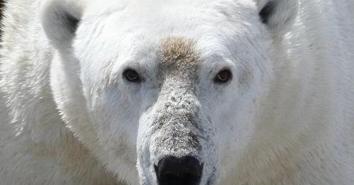 No es planeta para osos polares: un investigación confirma que no sobrevivirán a largos veranos sin hielo